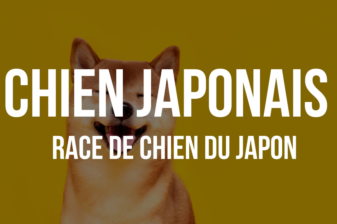 Chien Japonais: Origines, Traits de Caractère et Soins Essentiels