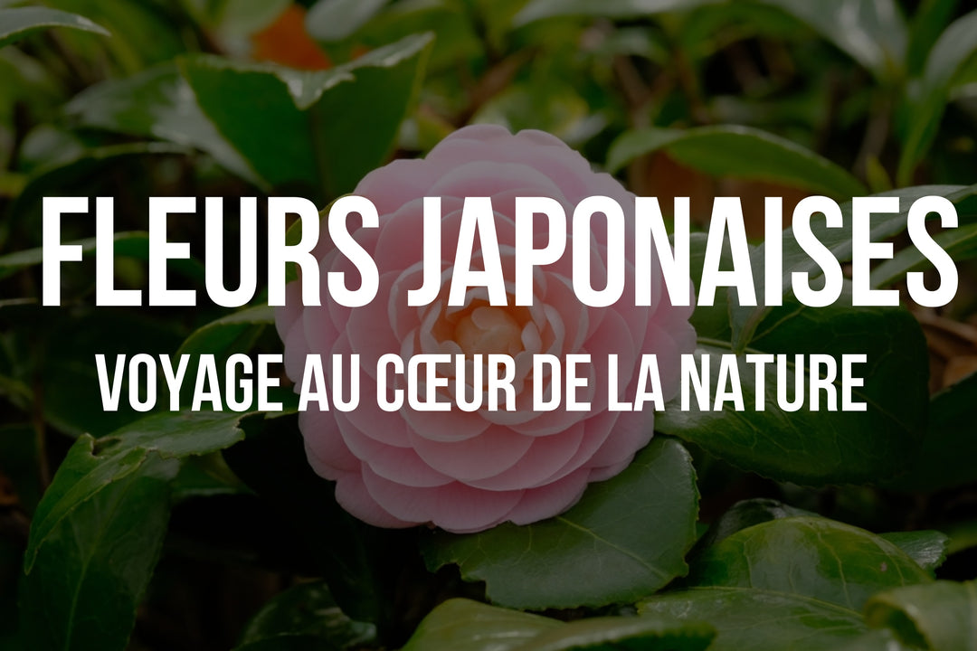 Fleurs japonaises: Un voyage au cœur de la nature et de la culture du Japon