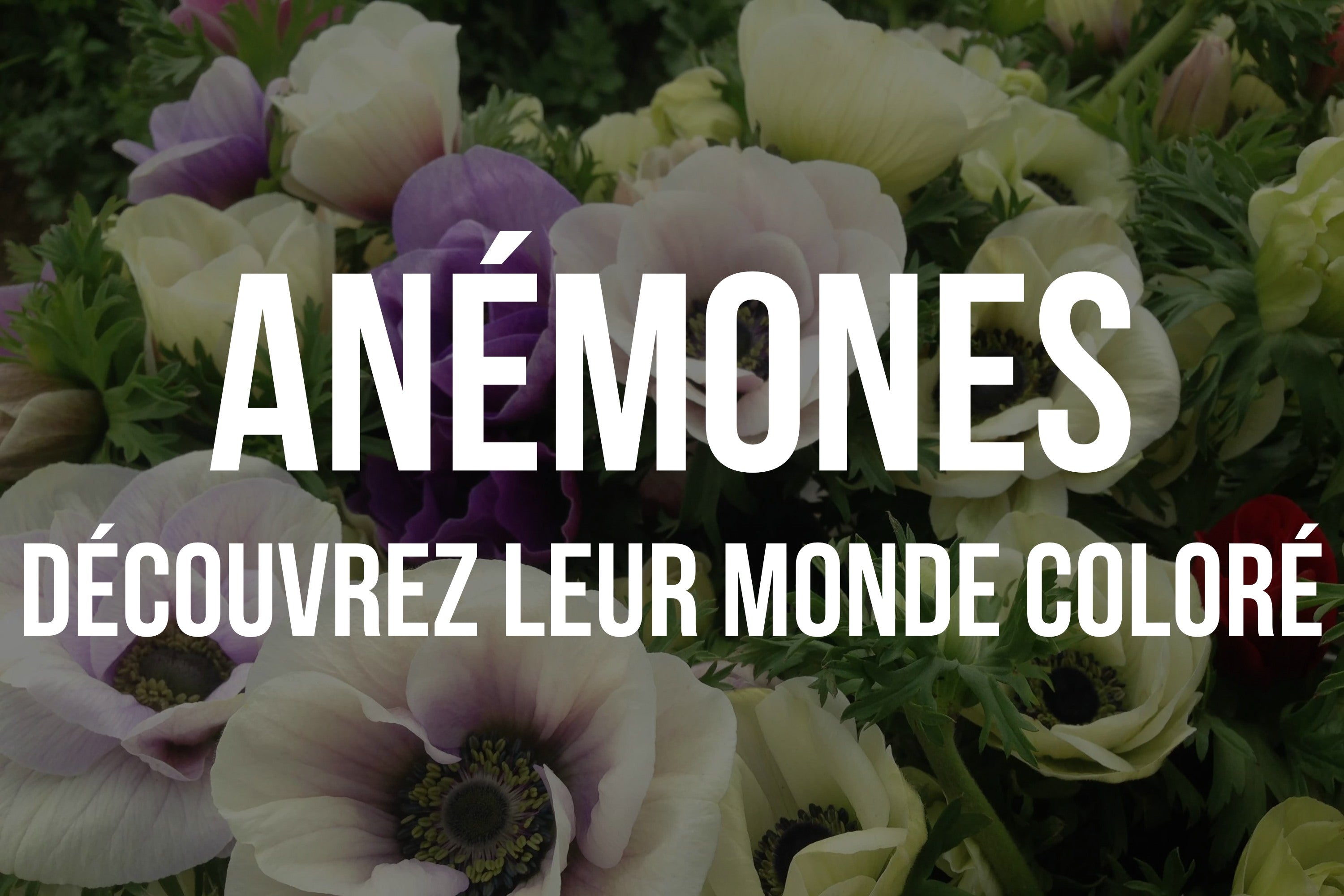 Anémones 