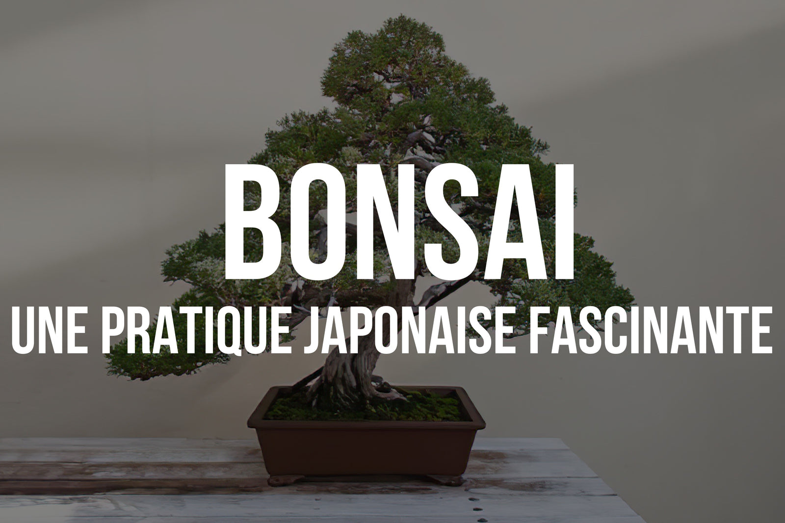 Bonsai