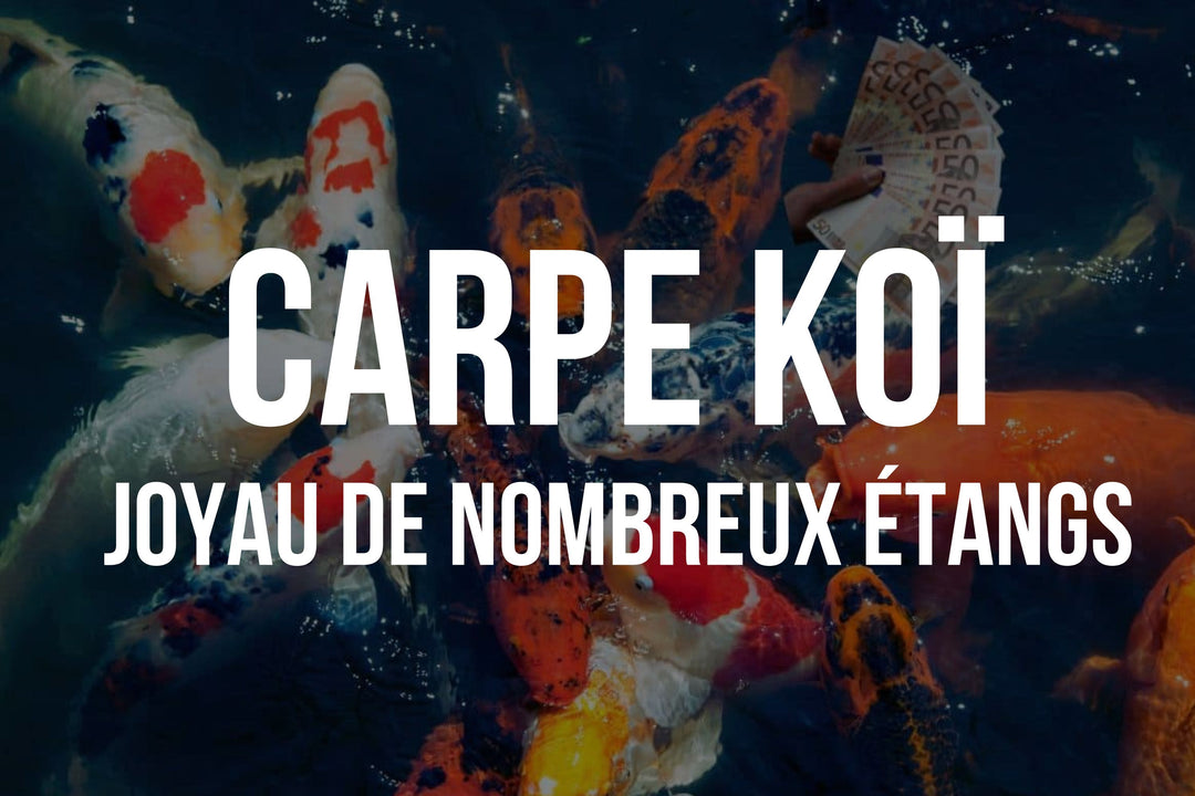 Carpe Koï: Histoire, Élevage et Conseils d'Achat