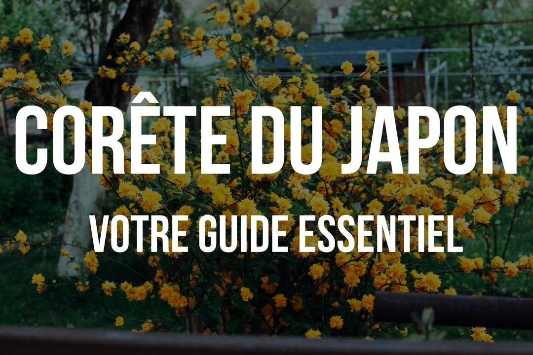 Le Corête du Japon - Guide Complet