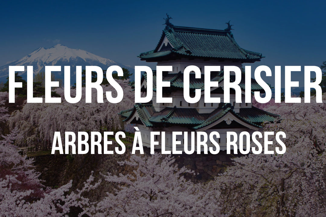 Fleurs de cerisier au Japon: découvrez la magie du hanami